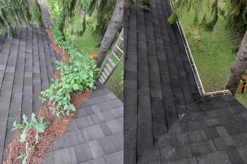 Plants and debris in a gutter on the left, with the cleared gutter on the right.