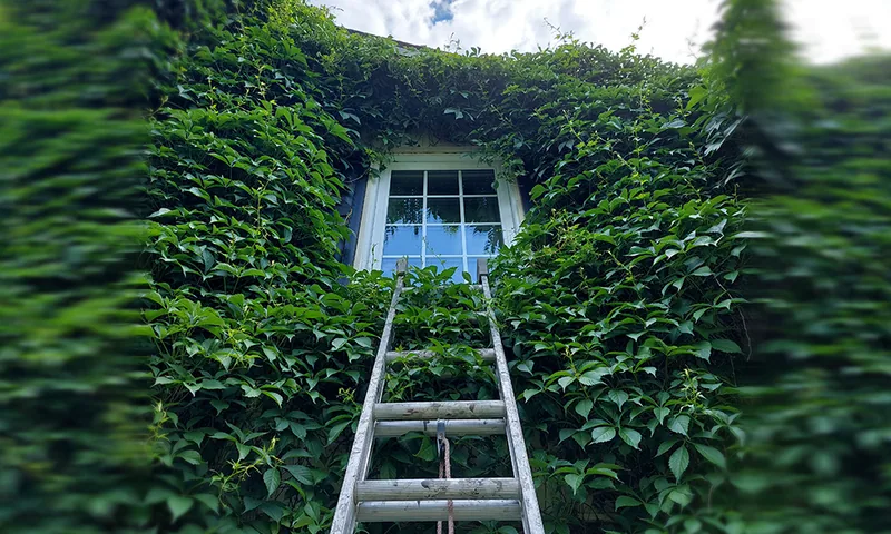 A ladder leading to a residential window surrounded by greenery.